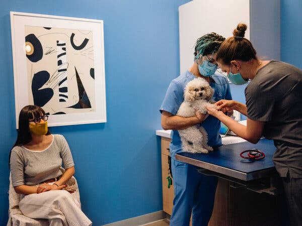Mushroom, a poodle, getting examined at Modern Animal. Morgan Stanley projected that pet care would be a $275 billion industry in 2030.