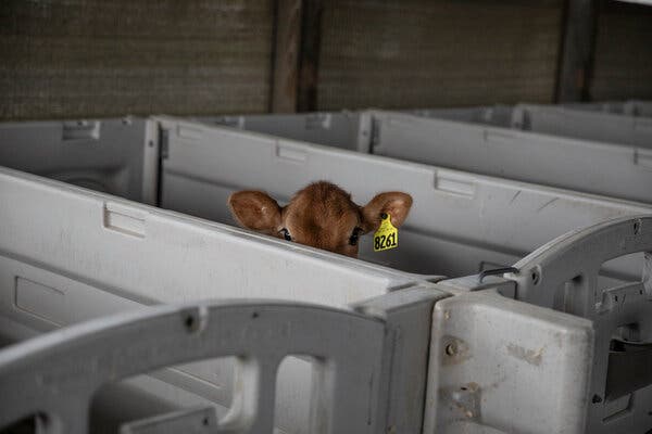 A young heifer at a dairy farm in Schodack Landing, N.Y.