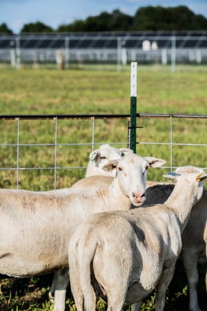 About 40 sheep, from Tall Oak Farm & Land Management, will be grazing the fields where the solar farms are located in Jackson, Tenn.